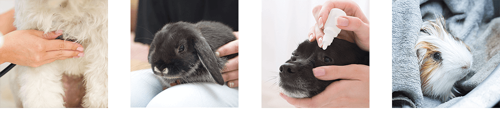 Willkommen bei der mobilen Tierarztpraxis von Franziska Pantelic – Ihrem Zuhause-Tierarzt im Großraum München